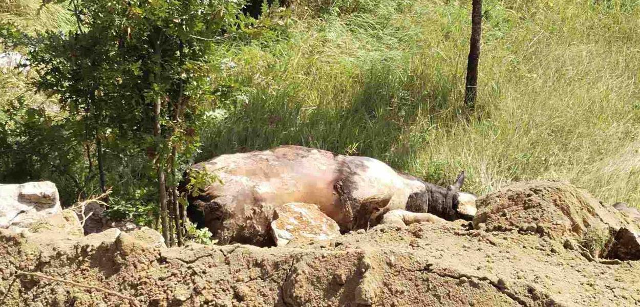 Uginula krava (Foto: Portal ETV)