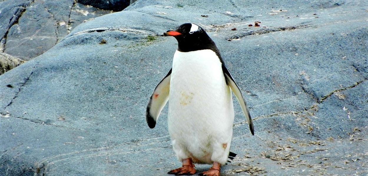 (Foto: Jay Ruzesky (Unsplash))