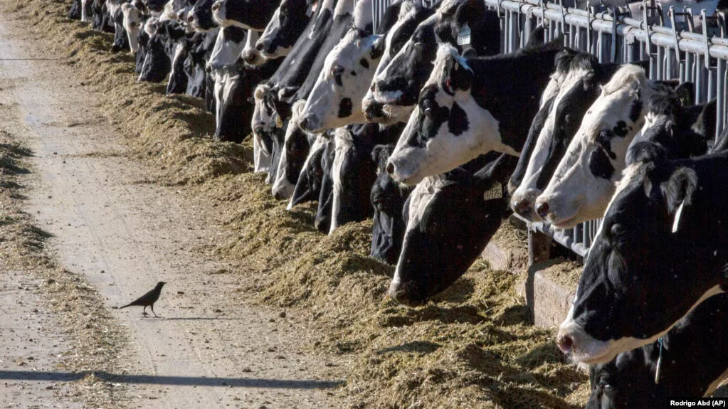 (Foto: Rodrigo Abd/AP)
