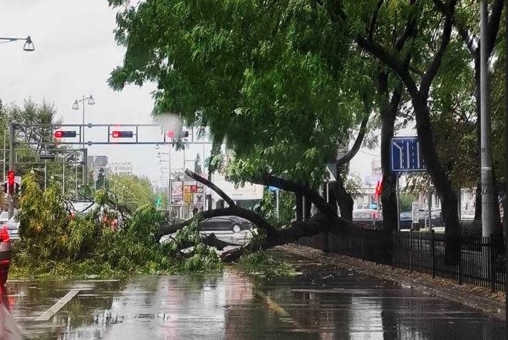 Palo stablo (Foto: PG patrola)