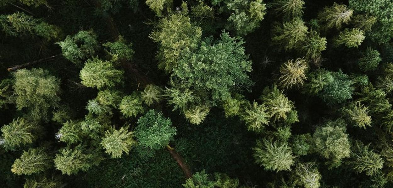  (Foto: Olena Bohovyk (Unsplash))