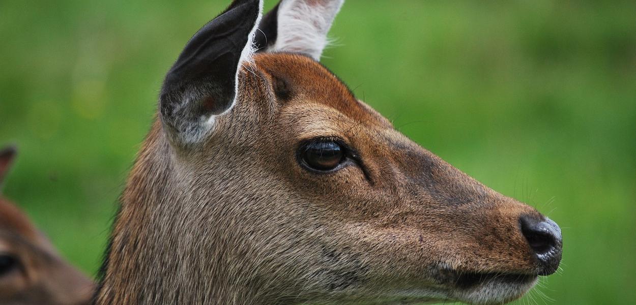 Ilustracija (Foto: Pixabay)