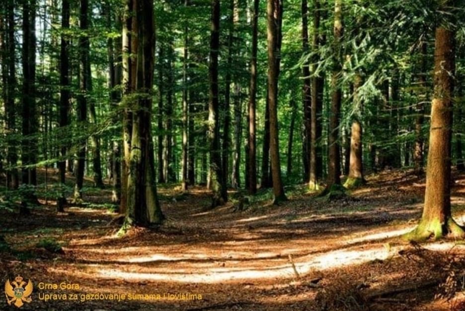 (Foto: Uprava za gazdovanje šumama)