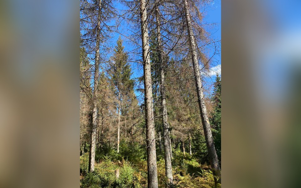 Za stablo koje napadne potkornjak nema spasa (Foto: Portal ETV)