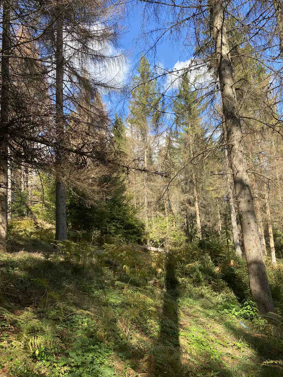 Smrčeva šuma najranjivija (Foto: Portal ETV)