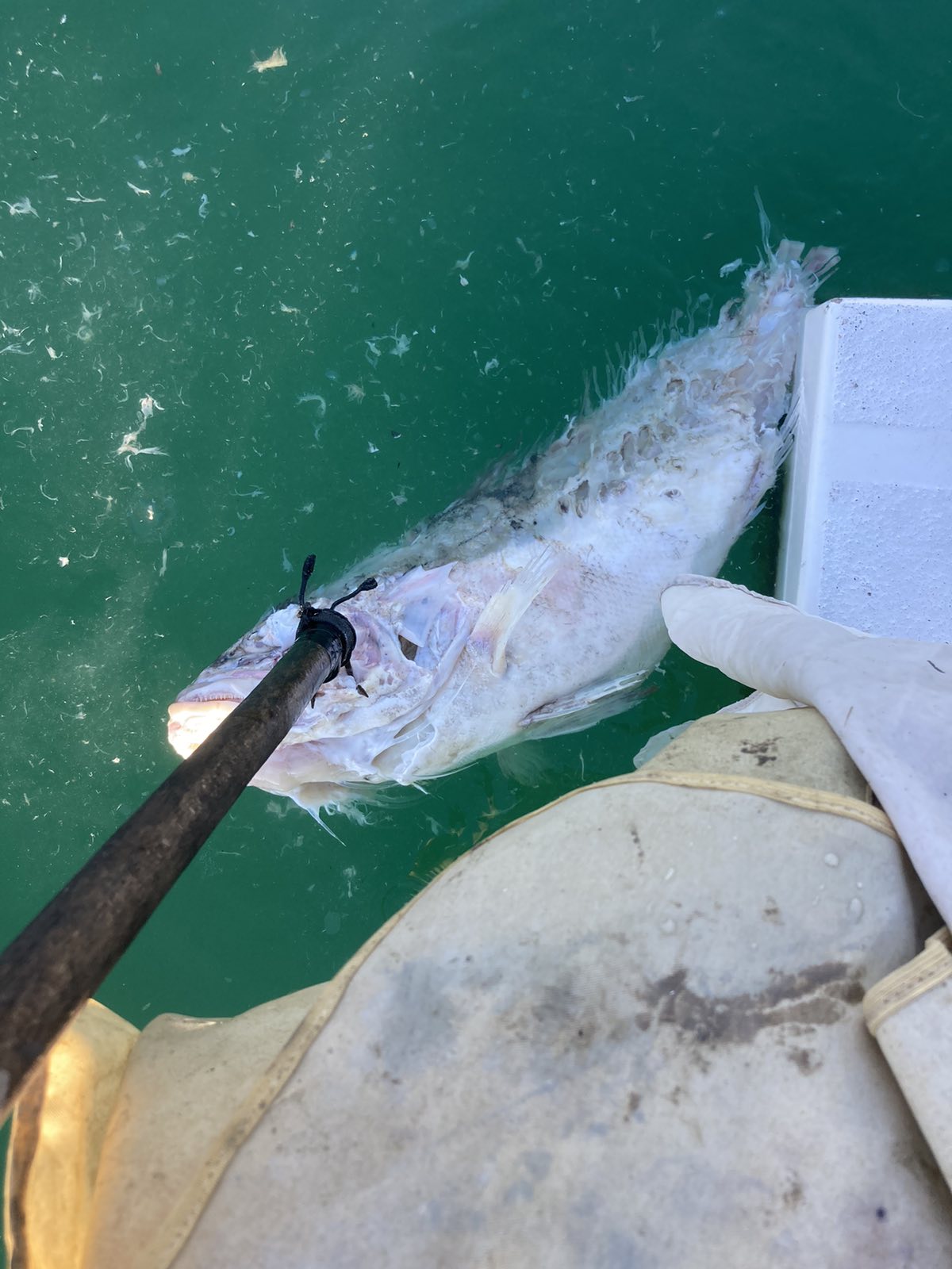 (Foto: Direktorat za ribarstvo)