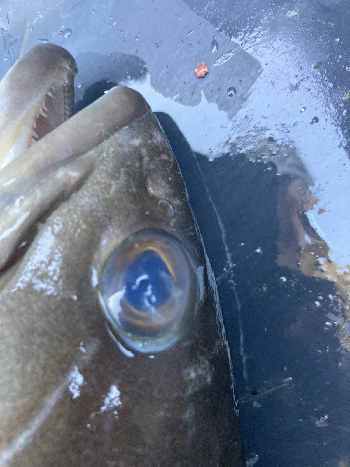 Virus u Jadranskom moru