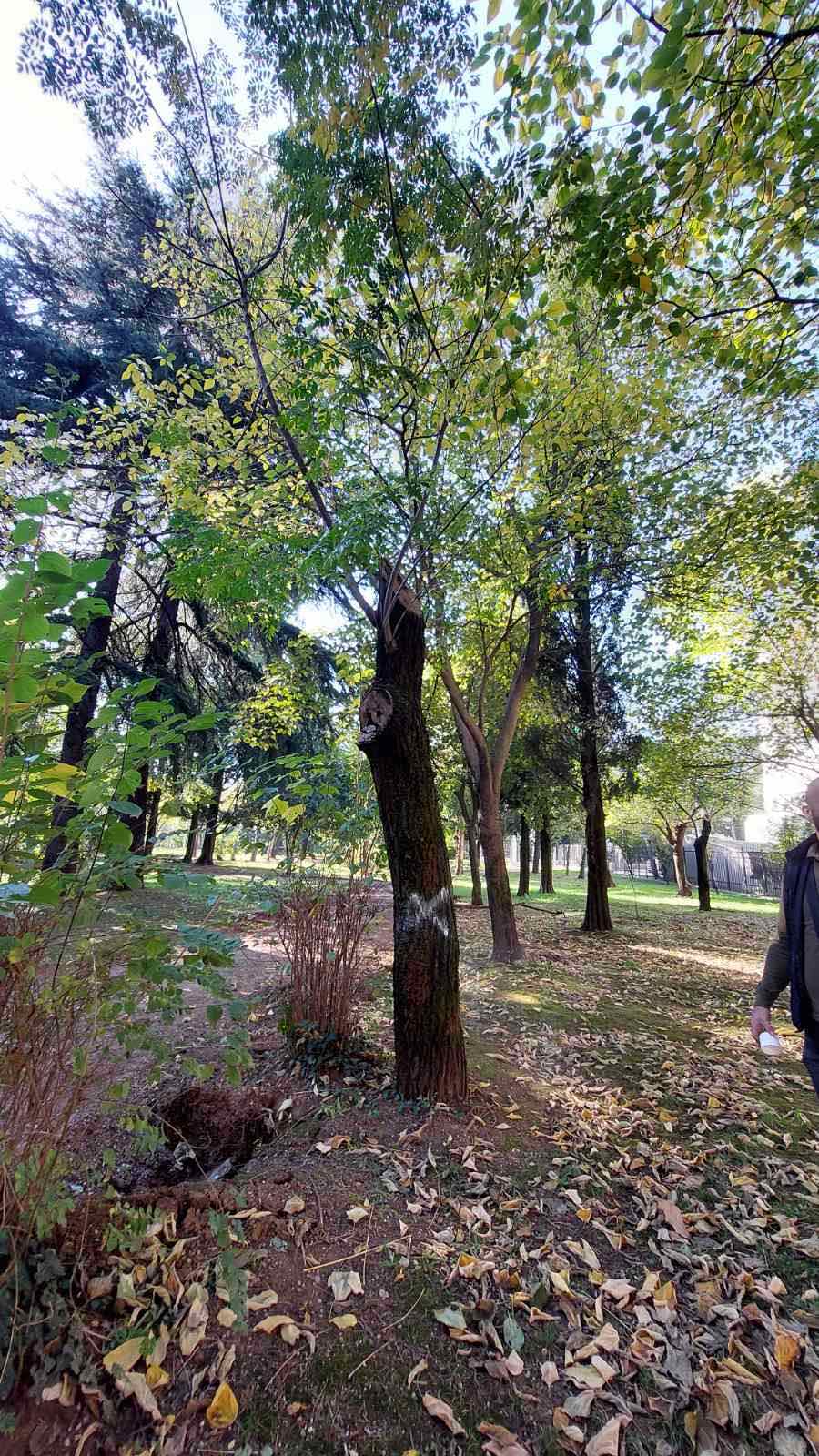 Stabla predviđena za sječu (Foto: Zelenilo Podgorica)