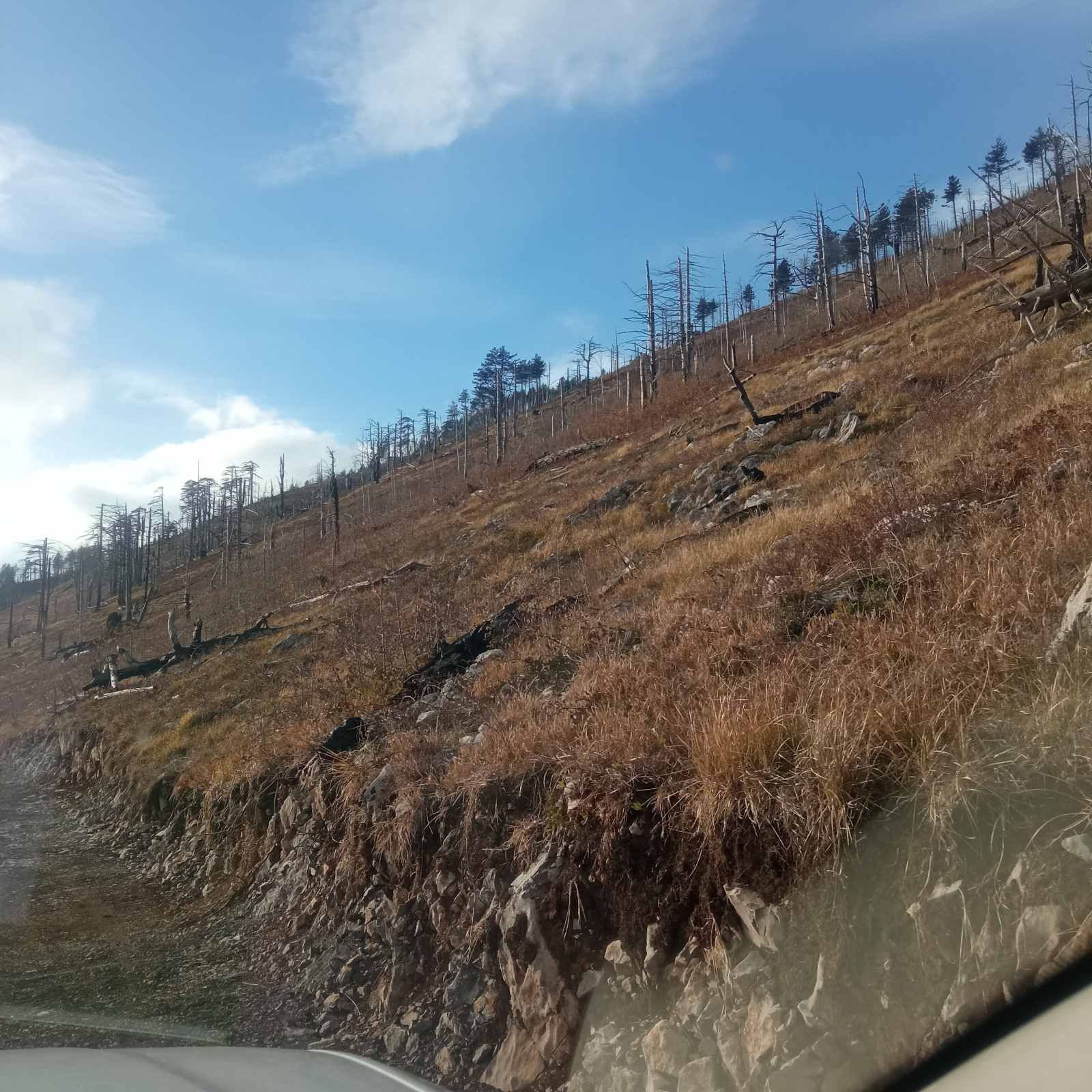 Požari uništili četinarsku šumu u zoni gdje se gradi put