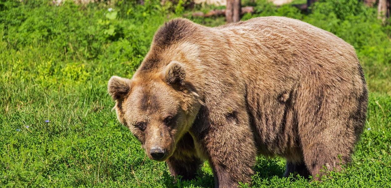 Ilustracija (Foto: Pixabay)