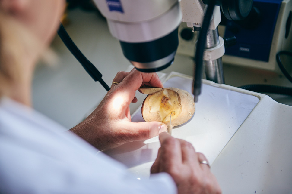 Ilustracija (Foto: Univerzitet Crne Gore)