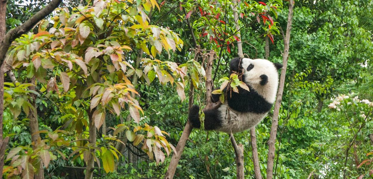 Panda (Foto: Chester Ho (Unsplash))