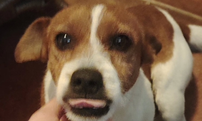 Pas koji je bio na protestu ispred Gimnazije (Foto: Kosta Mijušković - Instagram)