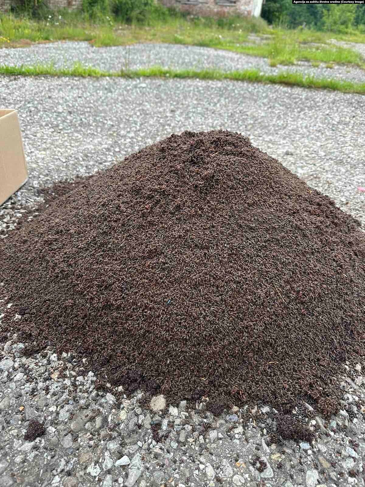 UHVAĆENO SKORO 15 MILONA JEDINKI PARAZITA: Potkornjak iz plavskih šuma (Foto: Agencija za zaštitu životne sredine)