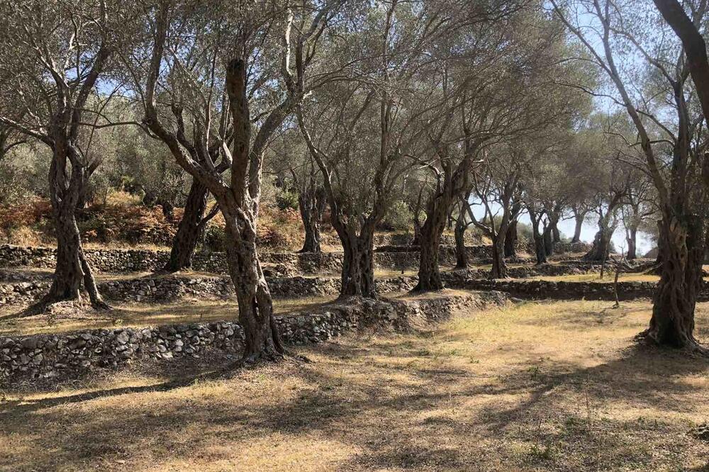 Maslinjak u Baru (Foto: Feral Bar)