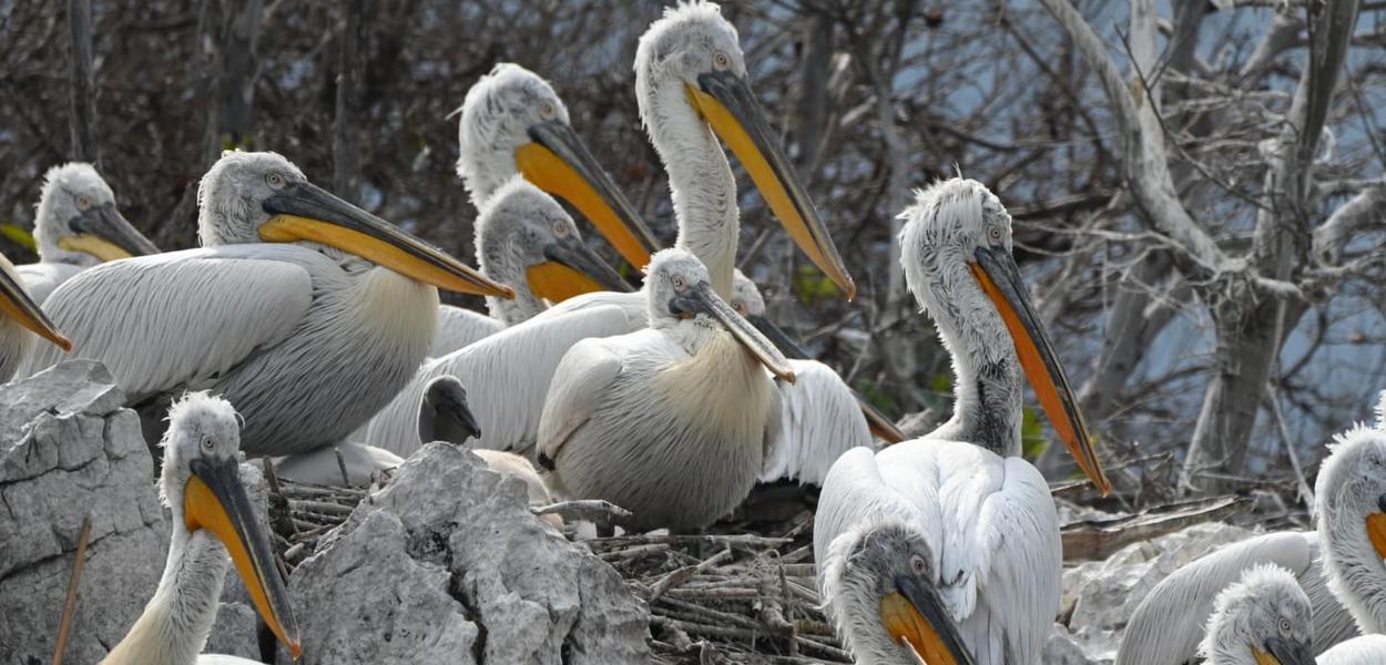 (Foto: Nacionalni parkovi Crne Gore)