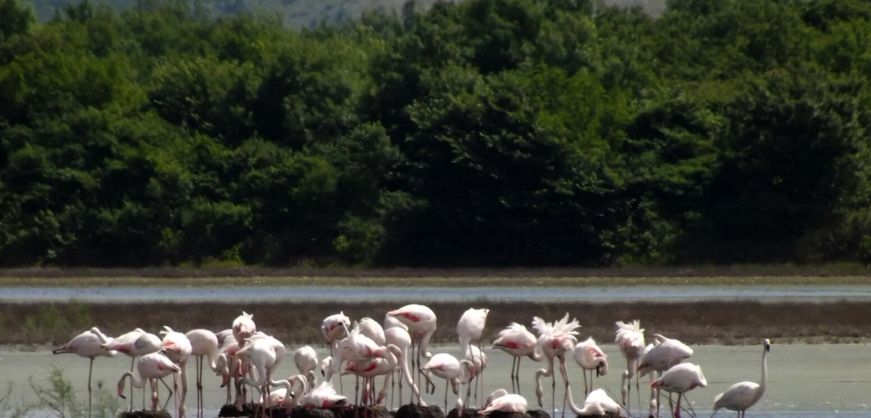 Flamingosi u Parku prirode Ulcinjska solana (Foto: Centar za zaštitu i proučavanje ptica)
