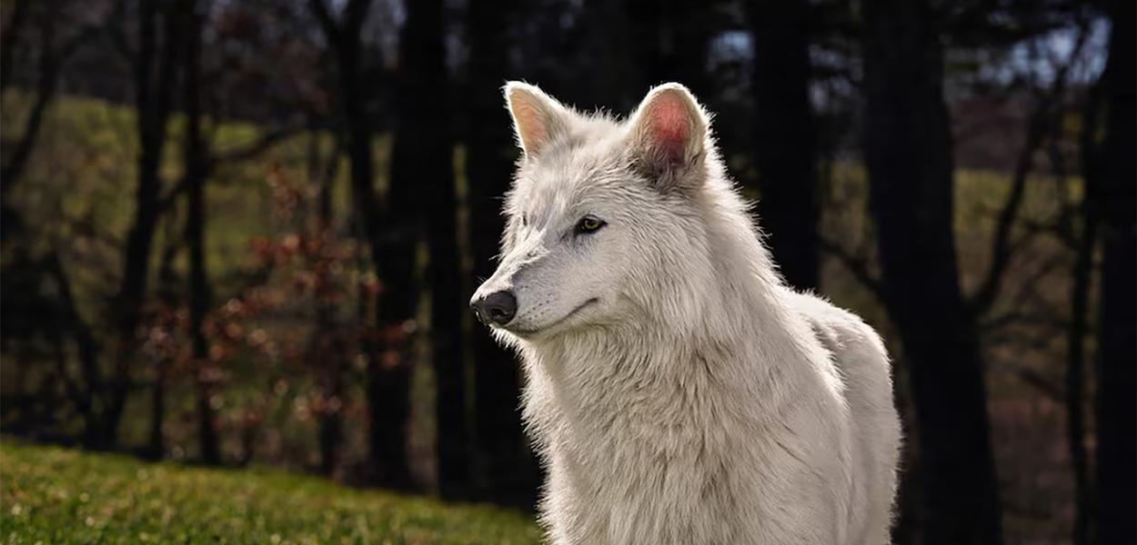 Genetski modifikovani mladunac vuka, jedan od troje uspješno uzgojenih rekonstrukcijom genoma iz drevne DNK fosila strašnih vukova, koji su izumrli prije više od 12.500 godina, snimljen sa pet mjeseci starosti nakon što je rođen 1. oktobra 2024. godine, na bezbjednoj lokaciji na sjeveru SAD (Foto: Colossal Biosciences)