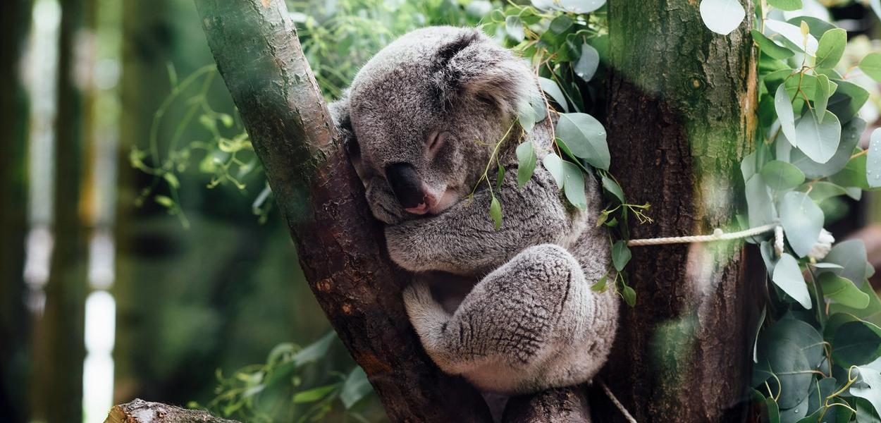 (Foto: Jordan Whitt/Unsplash)