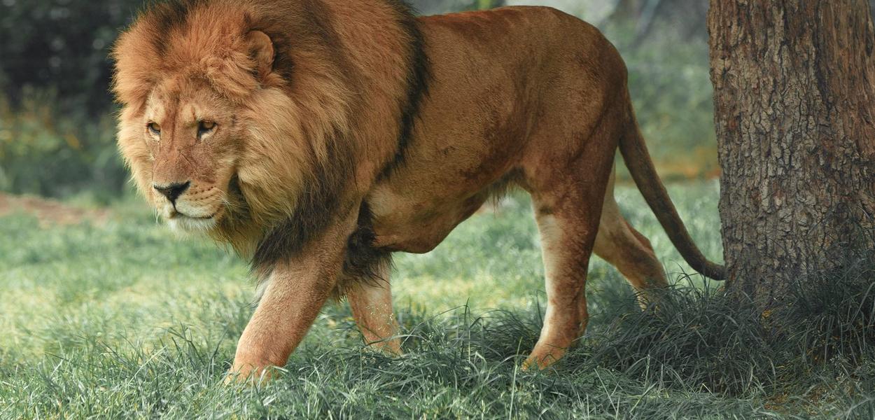 (Foto: Francesco/Unsplash)