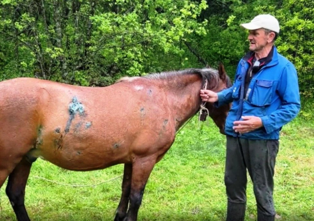 Medvjed teško ranio dva konja u Vidrovanu (Foto: Dan/Željko Šapurić)