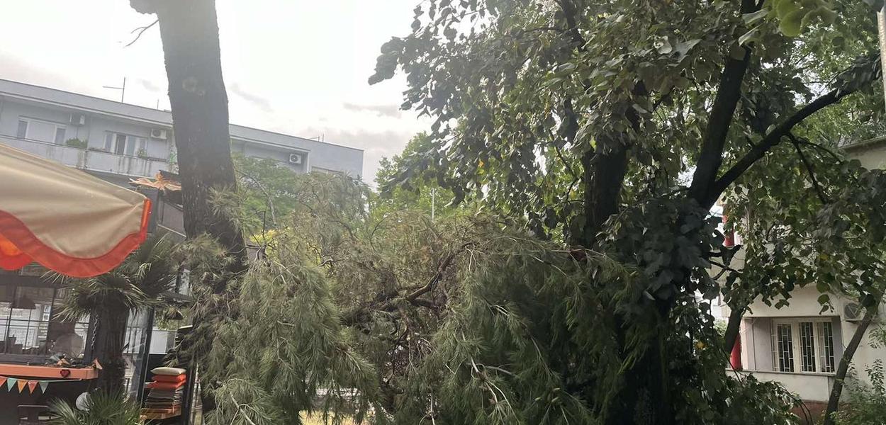 Nevrijeme oborilo stablo u Podgorici (Foto: Portal ETV/T. K. )