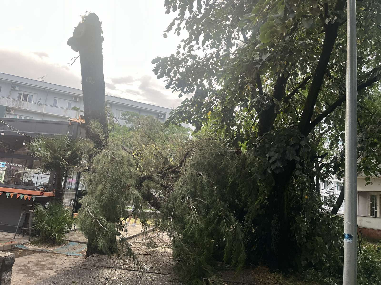 Nevrijeme oborilo stablo u Podgorici