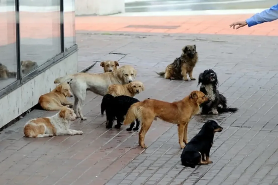 (Foto: M. Cvetković)