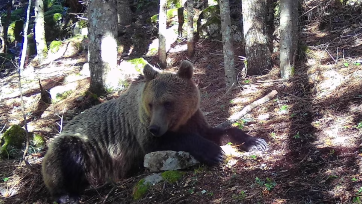 Mrki medvjed snimljen šumskom kamerom u Crnoj Gori (Foto: CZIP)