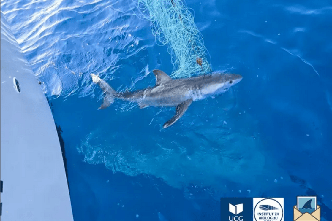 (Foto: Institut za biologiju mora )