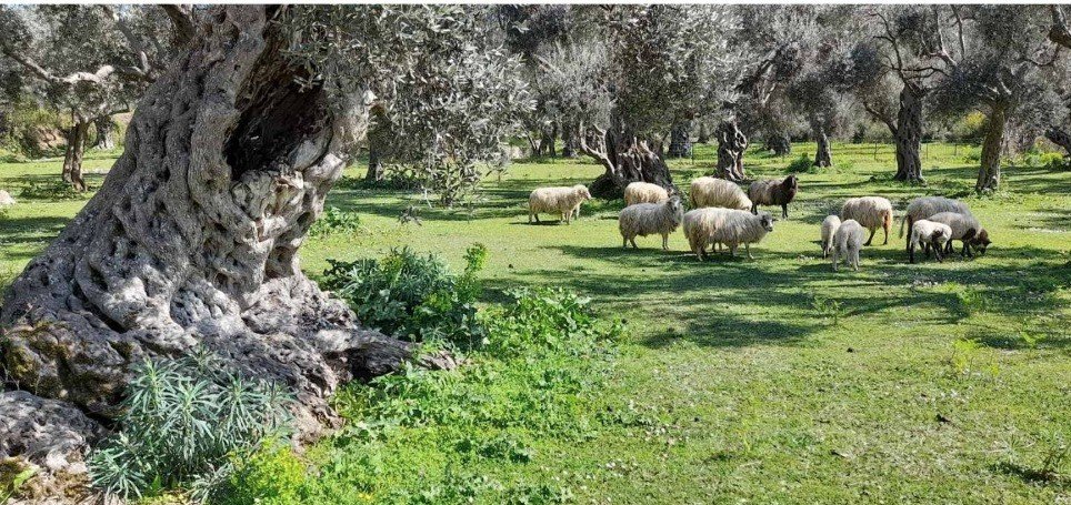 (Foto: Senad Petović)