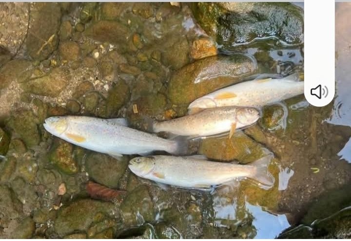 (Foto: Privatna arhiva)