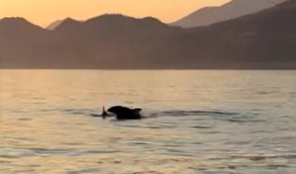 Igra delfina (Foto: Bar-info/Stop kadar)