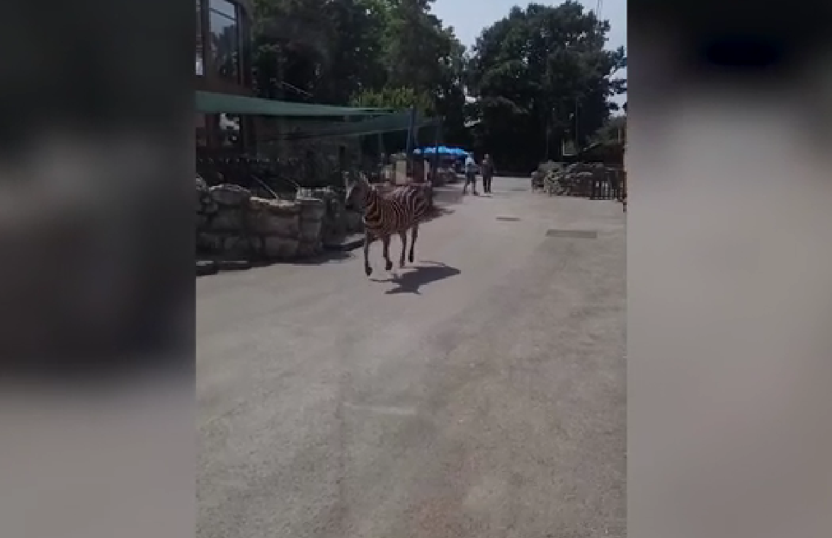 (Foto: N1/Printscreen)