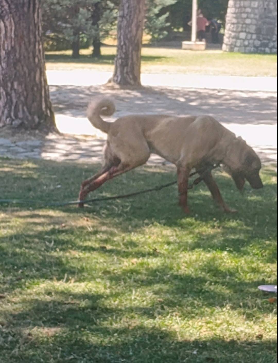 Ranjeni kangal na Cetinju (Foto: Fejsbuk/Marta D.)
