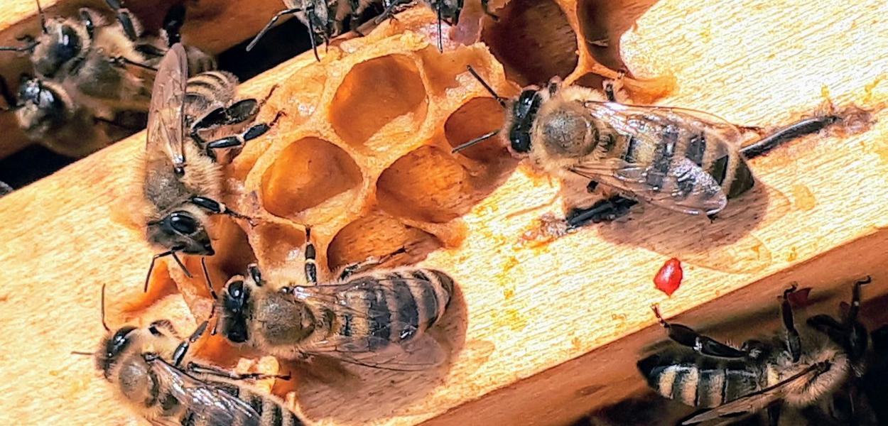 Ose (ilustracija) (Foto: Boba Jaglicic/Unsplash)