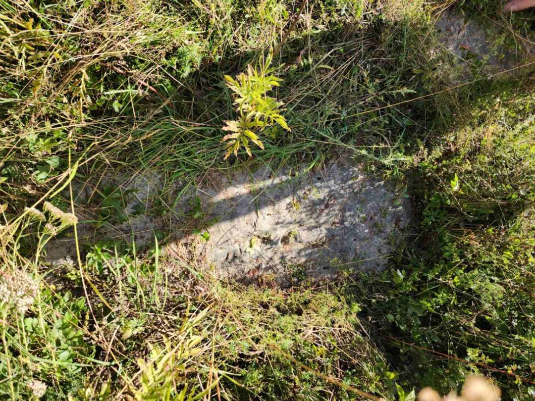 Stećci Pave i Ahmeta „zarobljeni“ u travi i žbunju