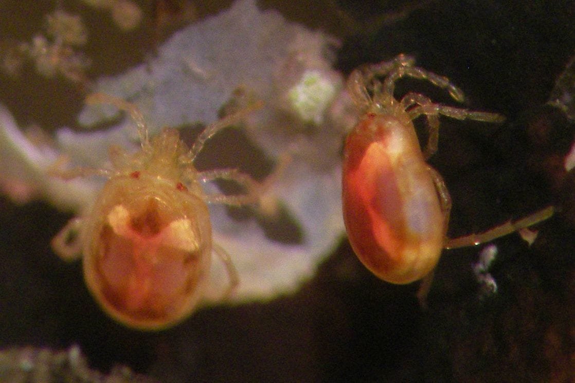 (Foto: Vladimir Pešić)