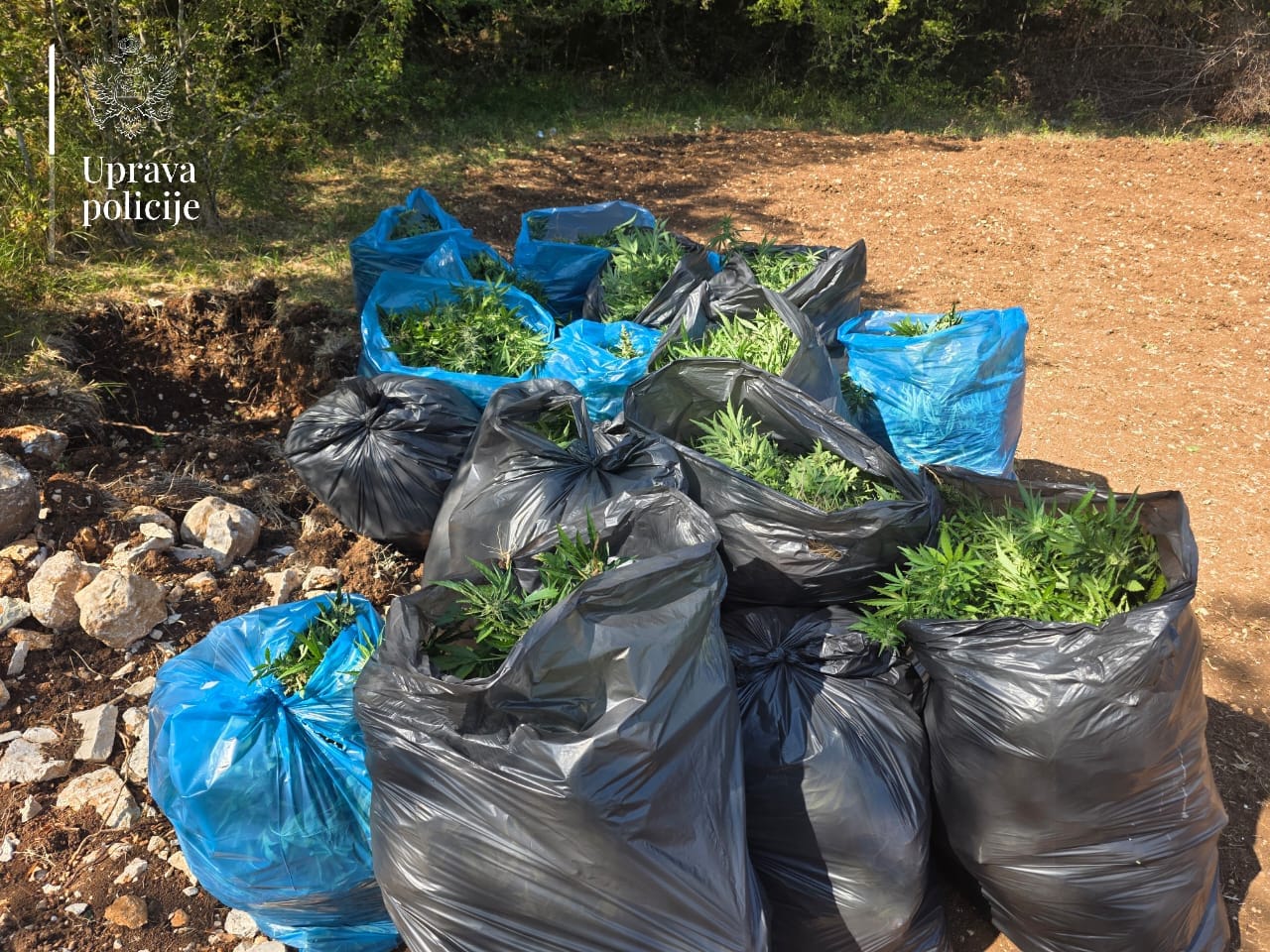 Otkrivena najveća plantaža marihuane u Crnoj Gori
