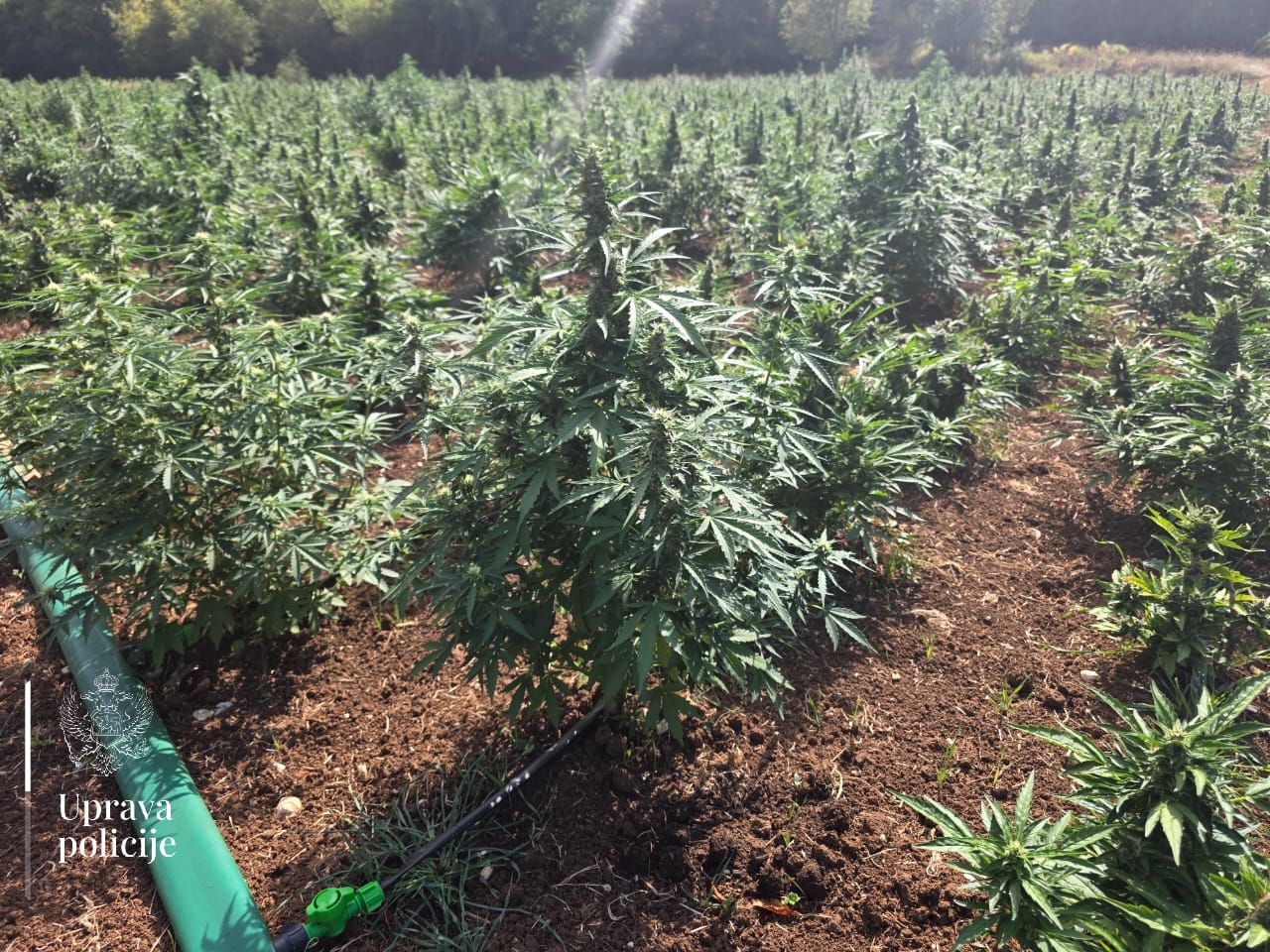 Otkrivena najveća plantaža marihuane u Crnoj Gori