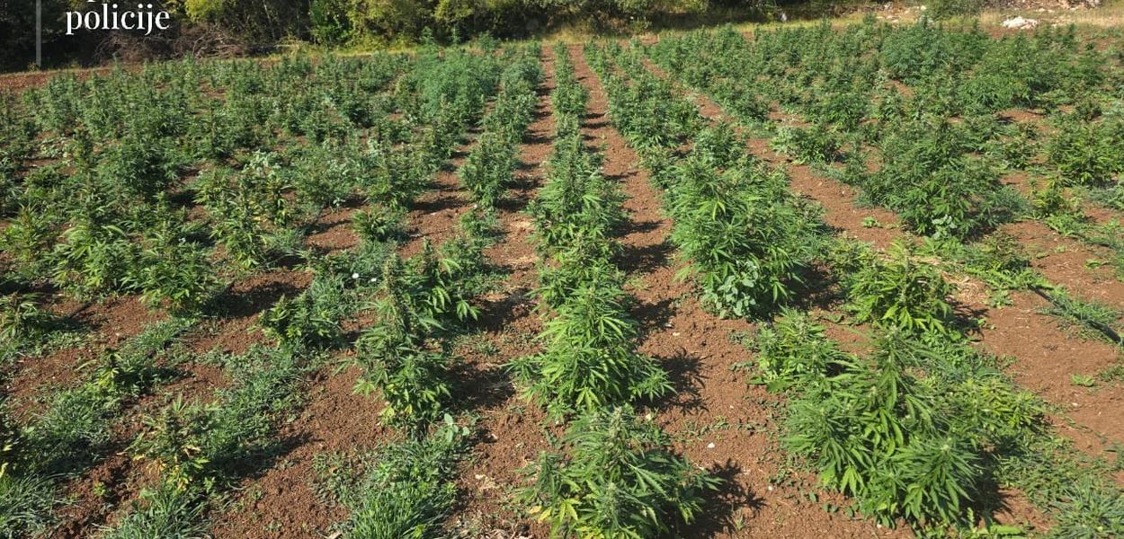 Otkrivena najveća plantaža marihuane u Crnoj Gori (Foto: Uprava policije)