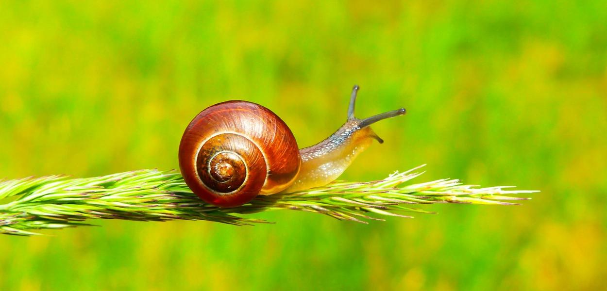 Puž (ilustracija) (Foto: Krzysztof Niewolny/Unsplash)