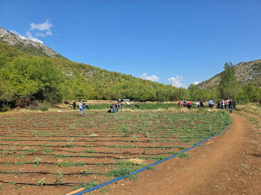 Otkrivena plantaža marihuane (Foto: Uprava policije)