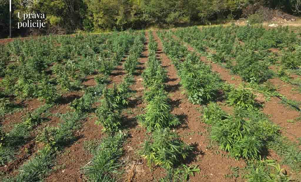 VELIKI POSAO: Zasadi marihuane u Trnovu