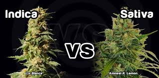 VRSTE KANABISA O KOJIMA ŠĆEPANOVIĆ NEMA POJMA: Kanabis indika i sativa