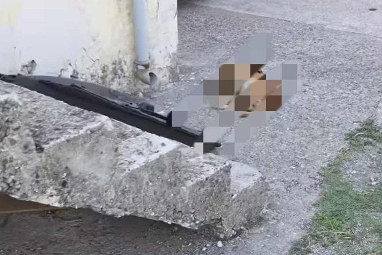 (Foto: Nikola Jočić)