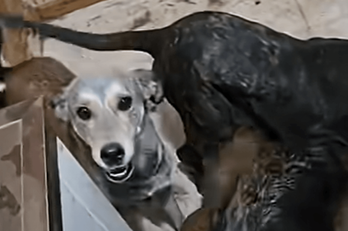 Pronađeni psi u kući u Donjoj Gorici