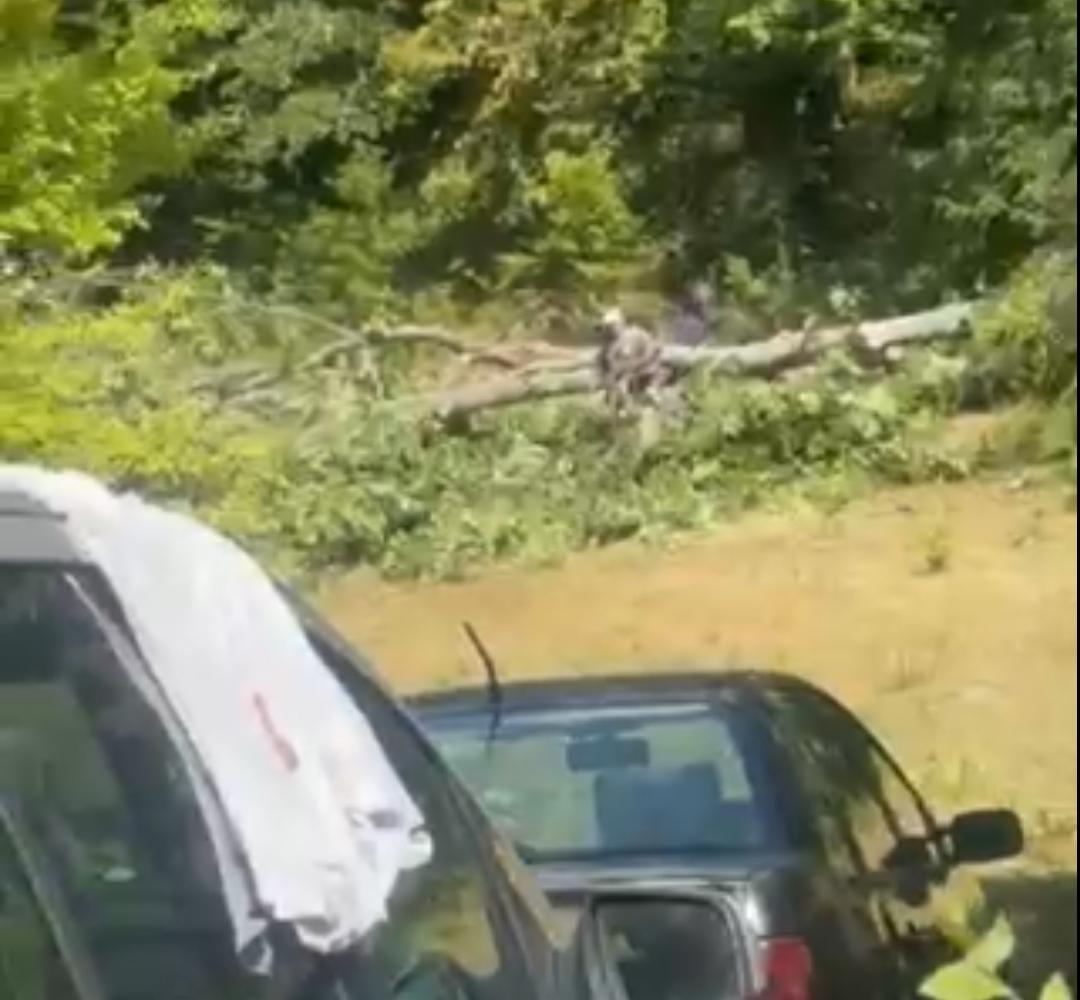 Ekipe CGES-a intenzivno rade na trasi dalekovoda kroz selo Đurđevića Tara