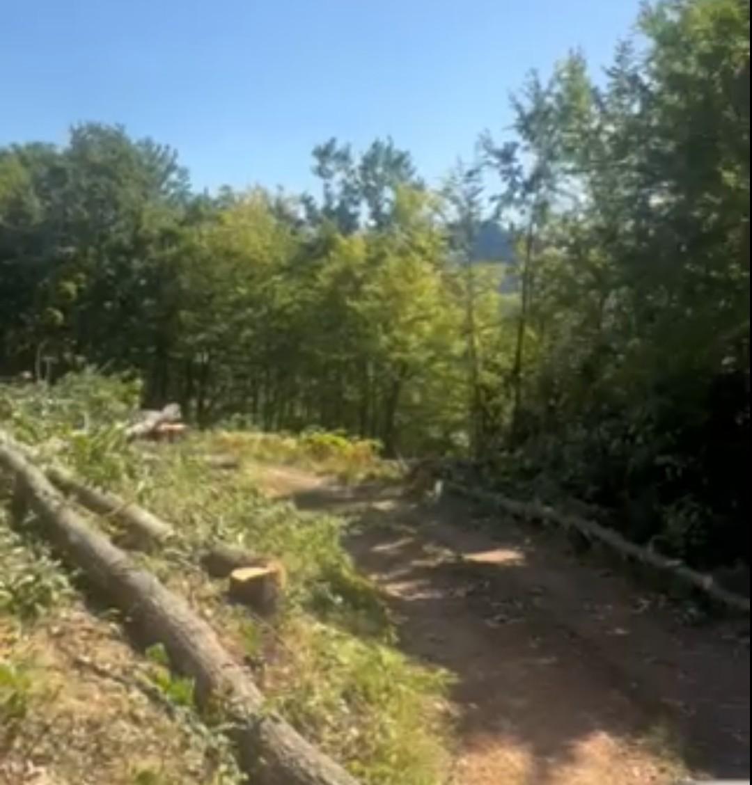 Ošegana stabla na trasi dalekovoda u Đurđevića Tari