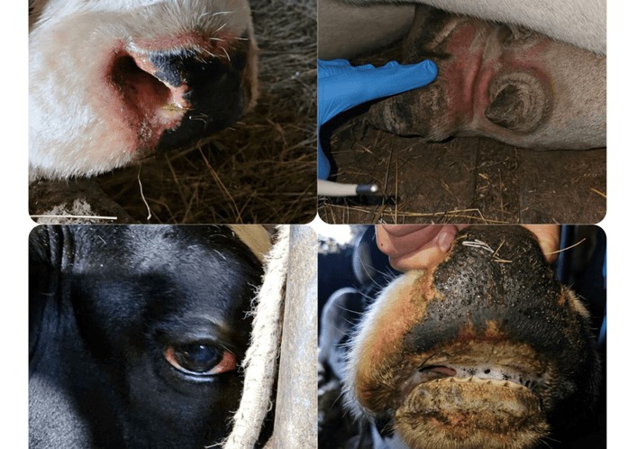 Foto: Uprava za bezbjednost hrane, veterinu i fitosanitarne poslove